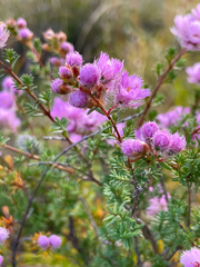 Verticordia pennigera