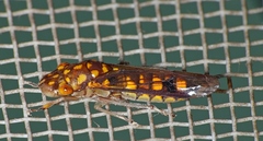 Dichrophleps