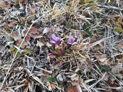 Gentianella caucasea
