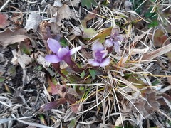 Gentianella caucasea