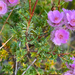 Verticordia pennigera - Photo (c) Caroline Telfer, algunos derechos reservados (CC BY-NC), subido por Caroline Telfer