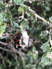 Hypodynerus vespiformis