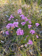 Verticordia pennigera
