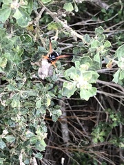 Hypodynerus vespiformis