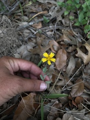 Amblyolepis setigera
