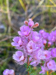 Verticordia pennigera