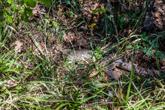 Salvator merianae merianae