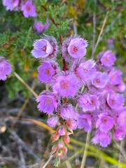 Verticordia pennigera