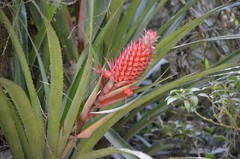 Ananas comosus bracteatus