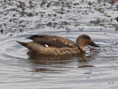 Lophonetta specularioides
