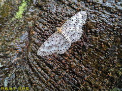 Percnia suffusa