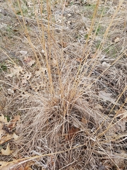 Andropogon gerardi