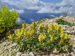 Scutellaria caucasica