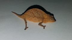 Palleon nasus