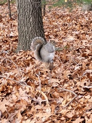 Sciurus carolinensis