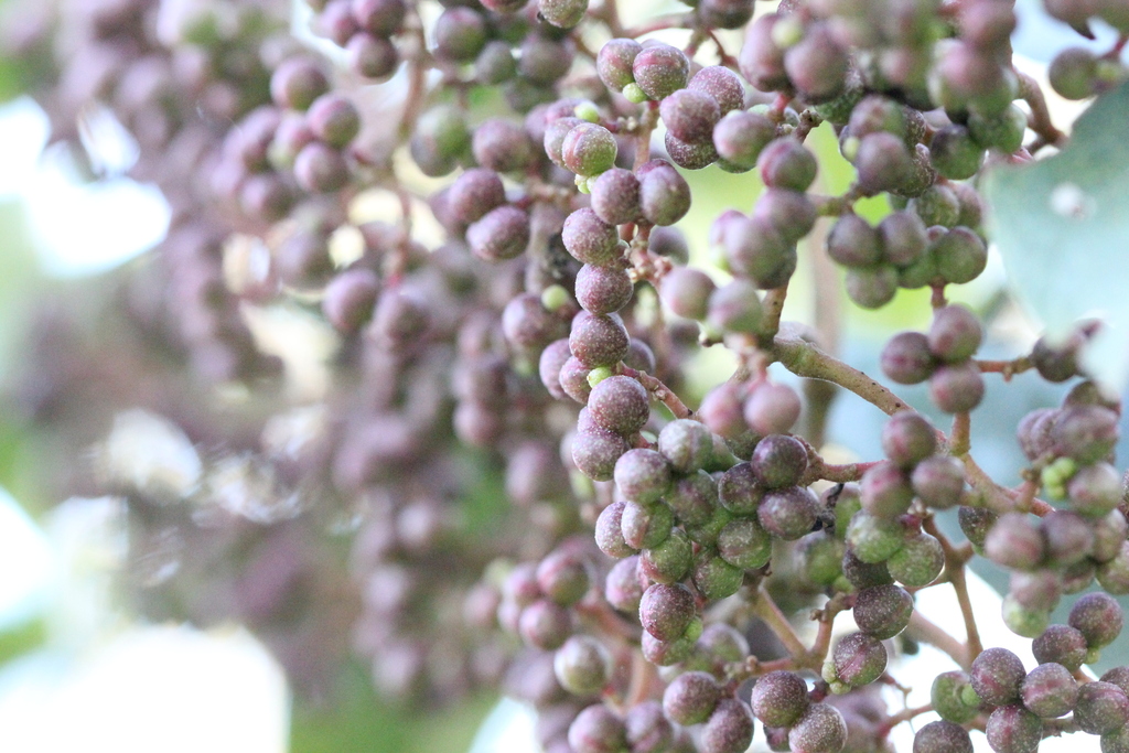 Zanthoxylum myriacanthum