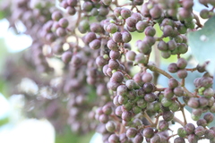 Zanthoxylum myriacanthum