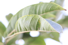 Zanthoxylum myriacanthum