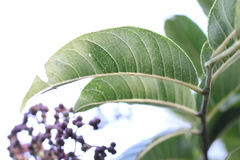 Zanthoxylum myriacanthum