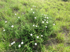 Mandevilla