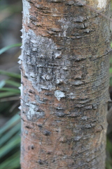 Zanthoxylum myriacanthum