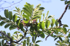 Zanthoxylum myriacanthum