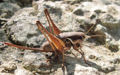 Pholidoptera pustulipes