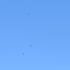 Chaetura pelagica