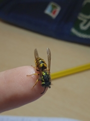 Vespula germanica