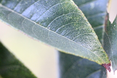 Zanthoxylum myriacanthum