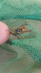 Vespula germanica