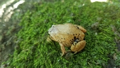 Plethodontohyla alluaudi