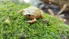 Plethodontohyla alluaudi