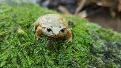 Plethodontohyla alluaudi