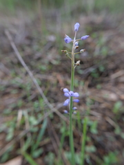 Muscari parviflorum