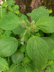 Acalypha arvensis