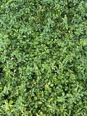 Pachysandra