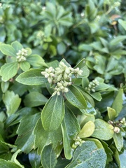 Pachysandra