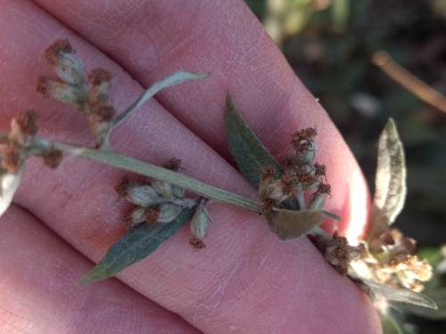 iNaturalist observation photo of California mugwort