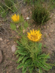 Berkheya carlinoides
