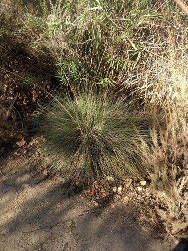 iNaturalist observation photo of deergrass