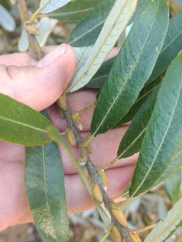 iNaturalist observation photo of Arroyo Willow