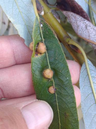 iNaturalist observation photo of Sawflies, Horntails, and Wood Wasps