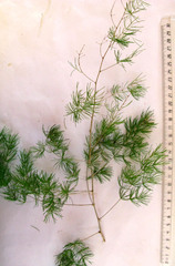 Asparagus retrofractus