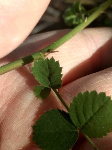 iNaturalist observation photo of California Wild Rose