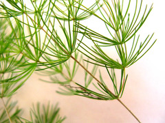 Asparagus retrofractus