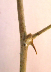 Asparagus retrofractus