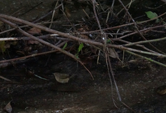 Phylloscopus collybita