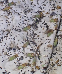 Palapsalta ligneocauda