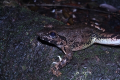 Limnonectes macrodon